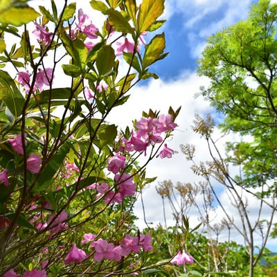 登山道に咲くムラサキヤシオツツジ（安達太良山）の写真