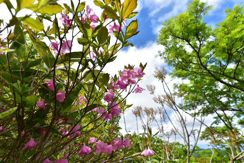 栃木県の県花（アカヤシオツツジ）の無料の写真素材 - ID.29740｜フリー素材 ぱくたそ