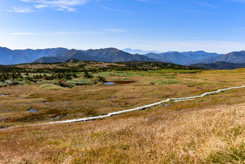 山頂の広い高層湿原とそれを走る木道（苗場山）の写真