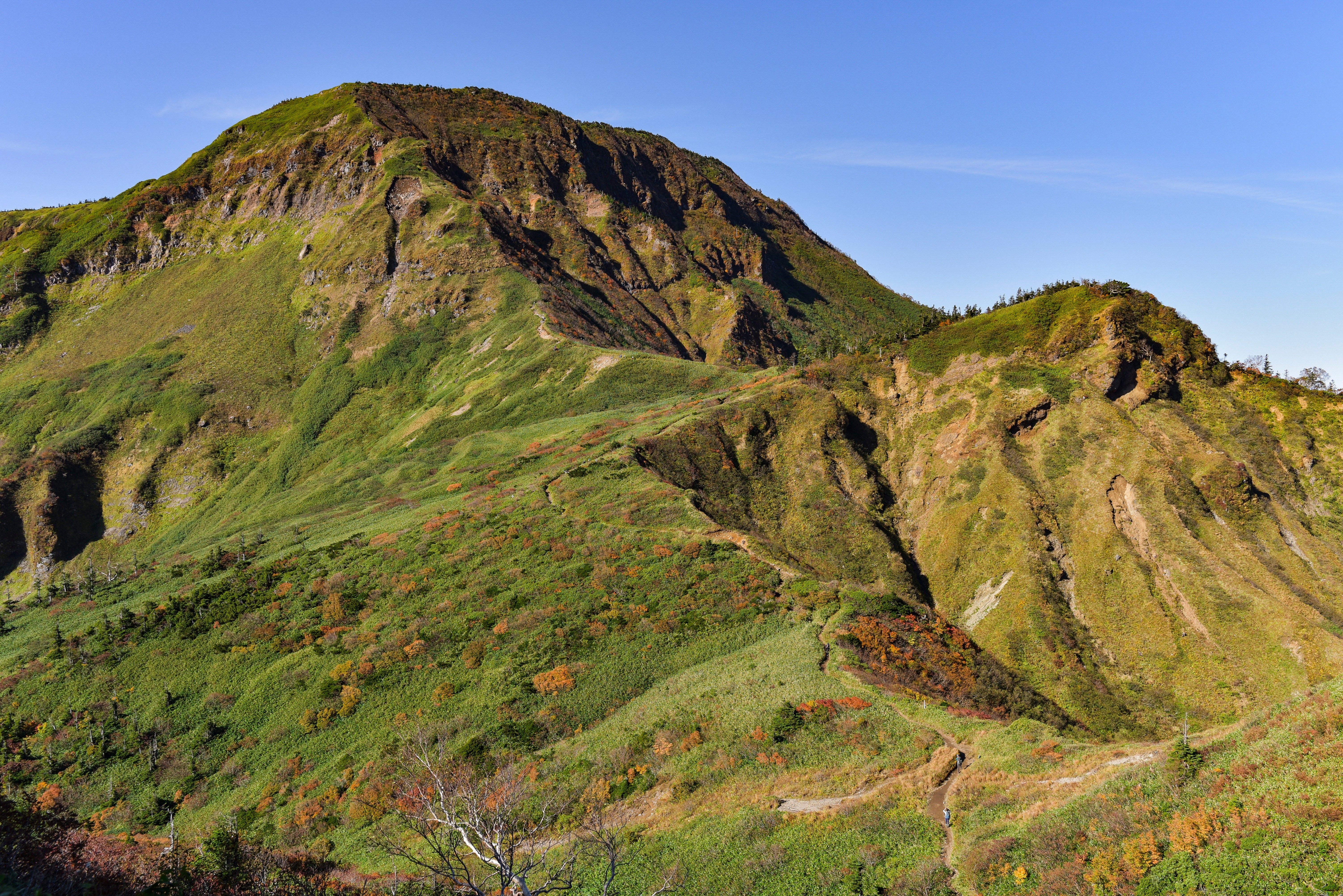 山百合 掘り上げ苗 全部7株ぐらいあり 山百合 掘り上げ苗 全部7株ぐらいあり