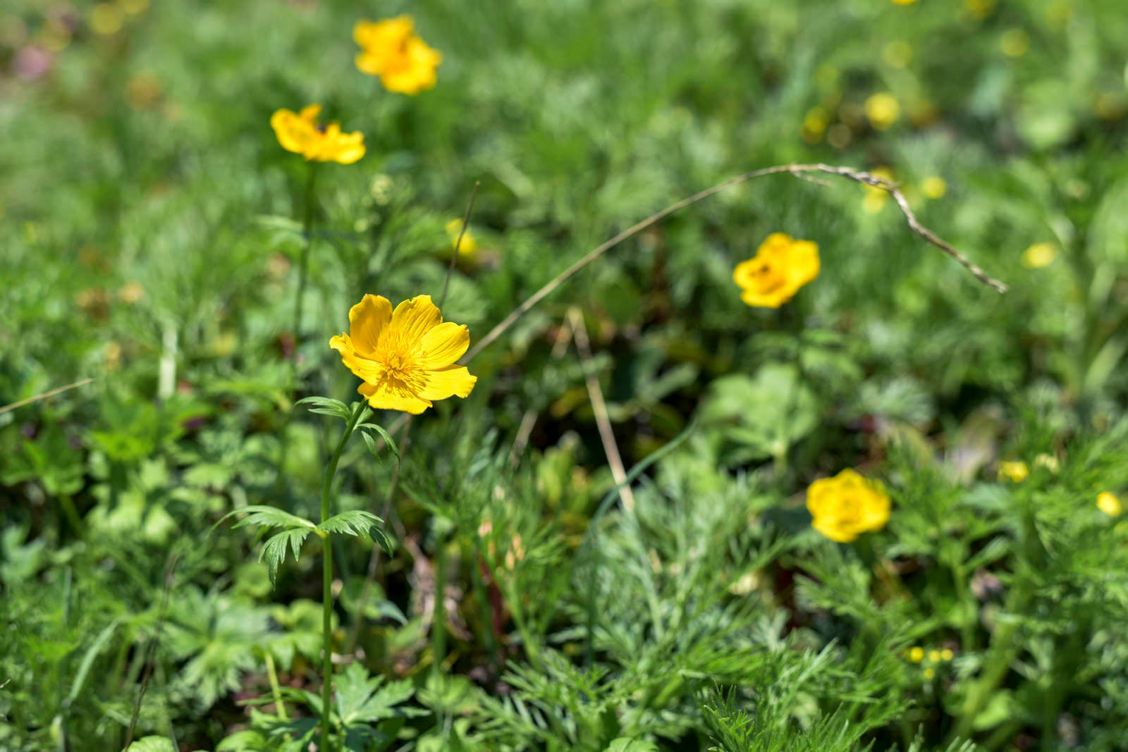 「仙丈ヶ岳に咲く黄色い高山植物」の写真