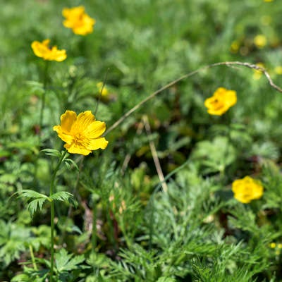 仙丈ヶ岳に咲く黄色い高山植物の写真