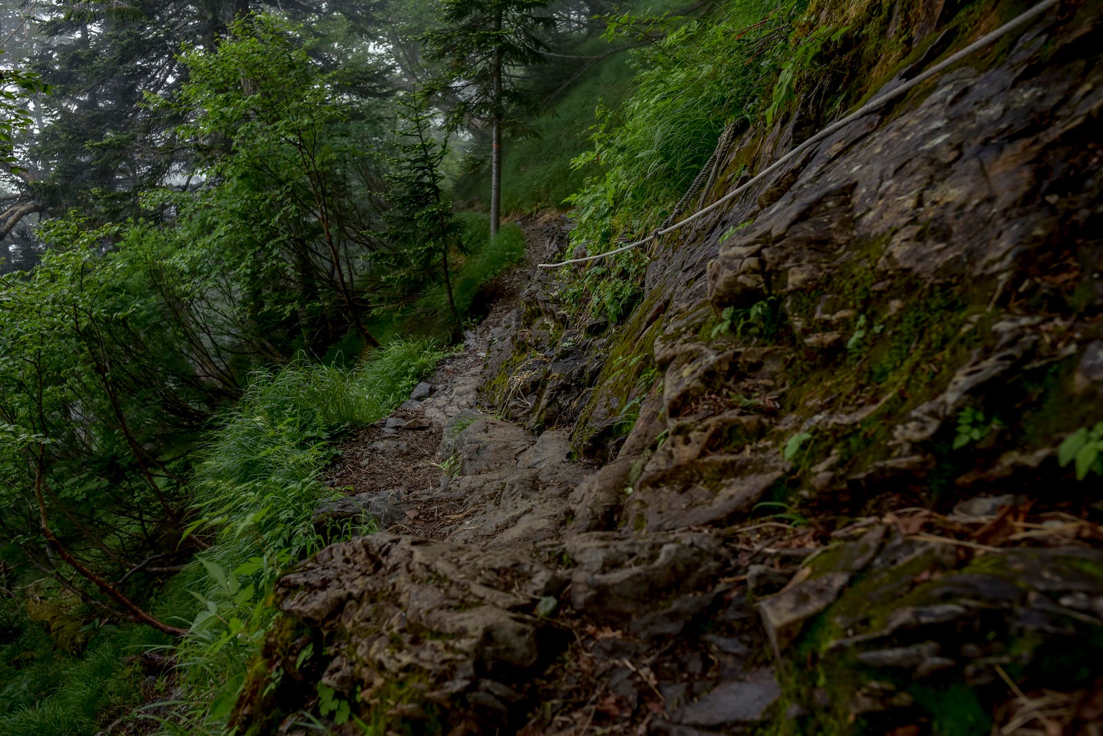 「暗く湿った道が続く仙丈ヶ岳中腹の道」の写真