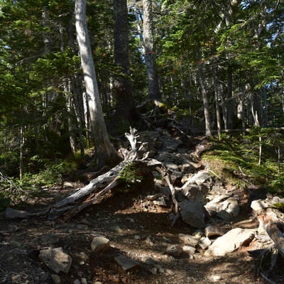 木漏れ日の仙丈ヶ岳中腹の登山道の写真