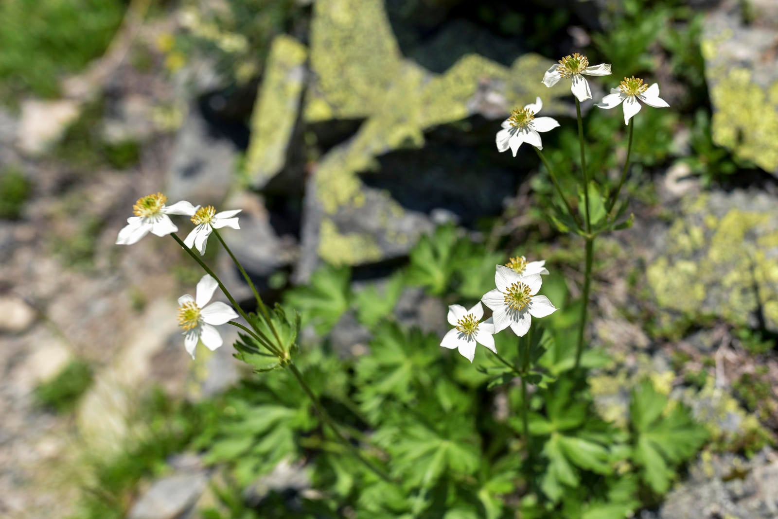 「稜線に咲くハクサンイチゲの花（仙丈ヶ岳）」の写真