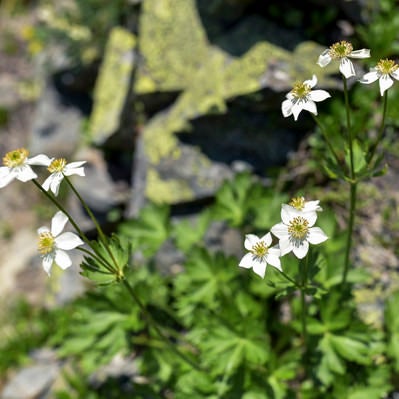 稜線に咲くハクサンイチゲの花（仙丈ヶ岳）の写真