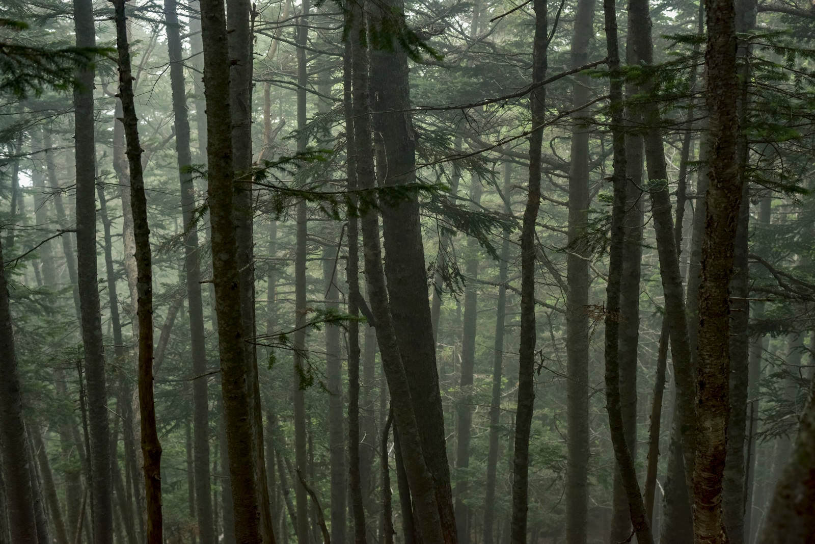 「雲に包まれた樹林の中の景色（仙丈ヶ岳）」の写真