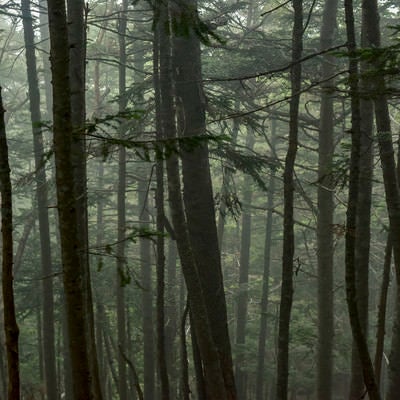 雲に包まれた樹林の中の景色（仙丈ヶ岳）の写真