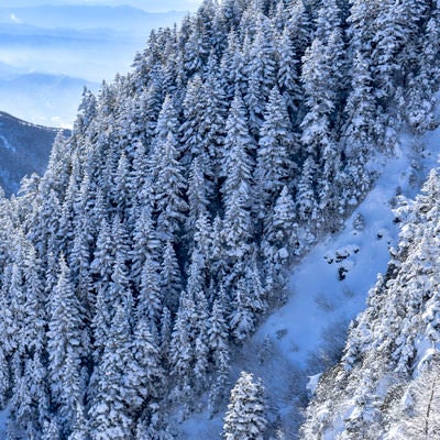 雪化粧した浅間山の木々の写真