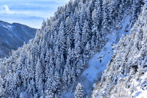 雪化粧した浅間山の木々の写真