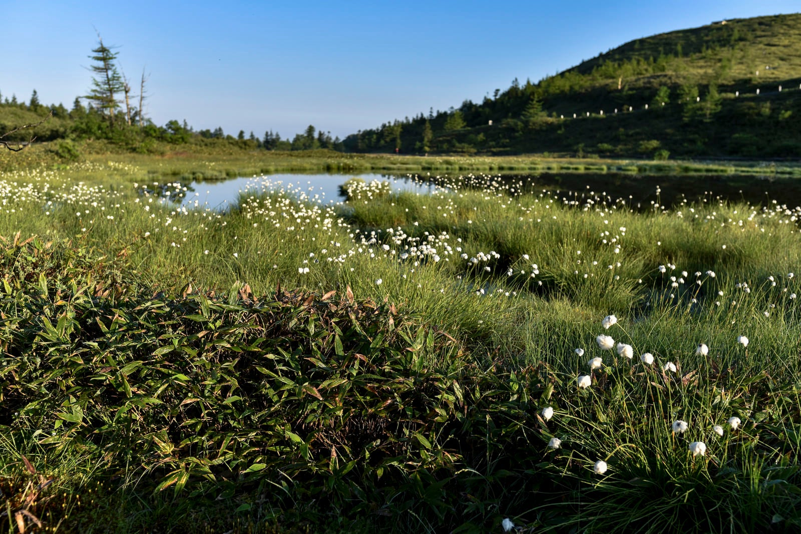 「弓池に咲くワタスゲの群生（草津白根山）」の写真