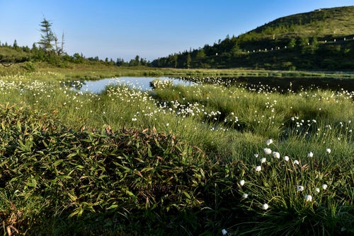 弓池に咲くワタスゲの群生（草津白根山）の写真