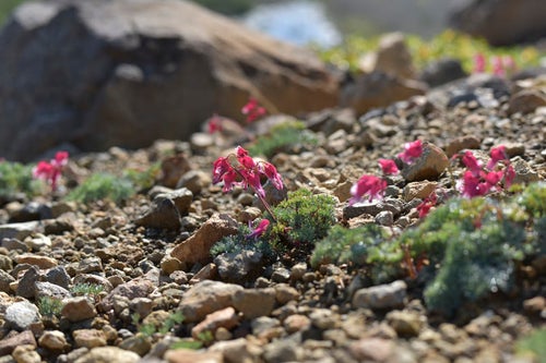 草津白根山に咲く真っ赤なコマクサの写真