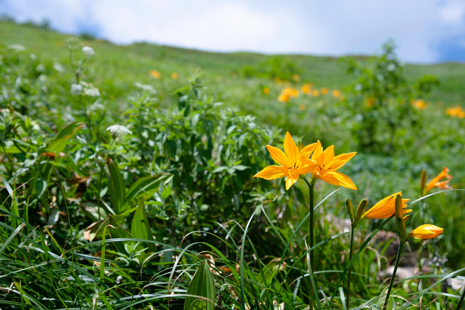 「瑞々しい花を咲かせる白山のニッコウキスゲ」の写真