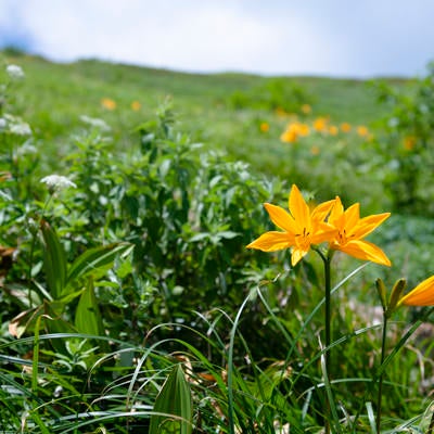瑞々しい花を咲かせる白山のニッコウキスゲの写真