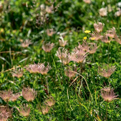 花が散ったチングルマ達（白山）の写真