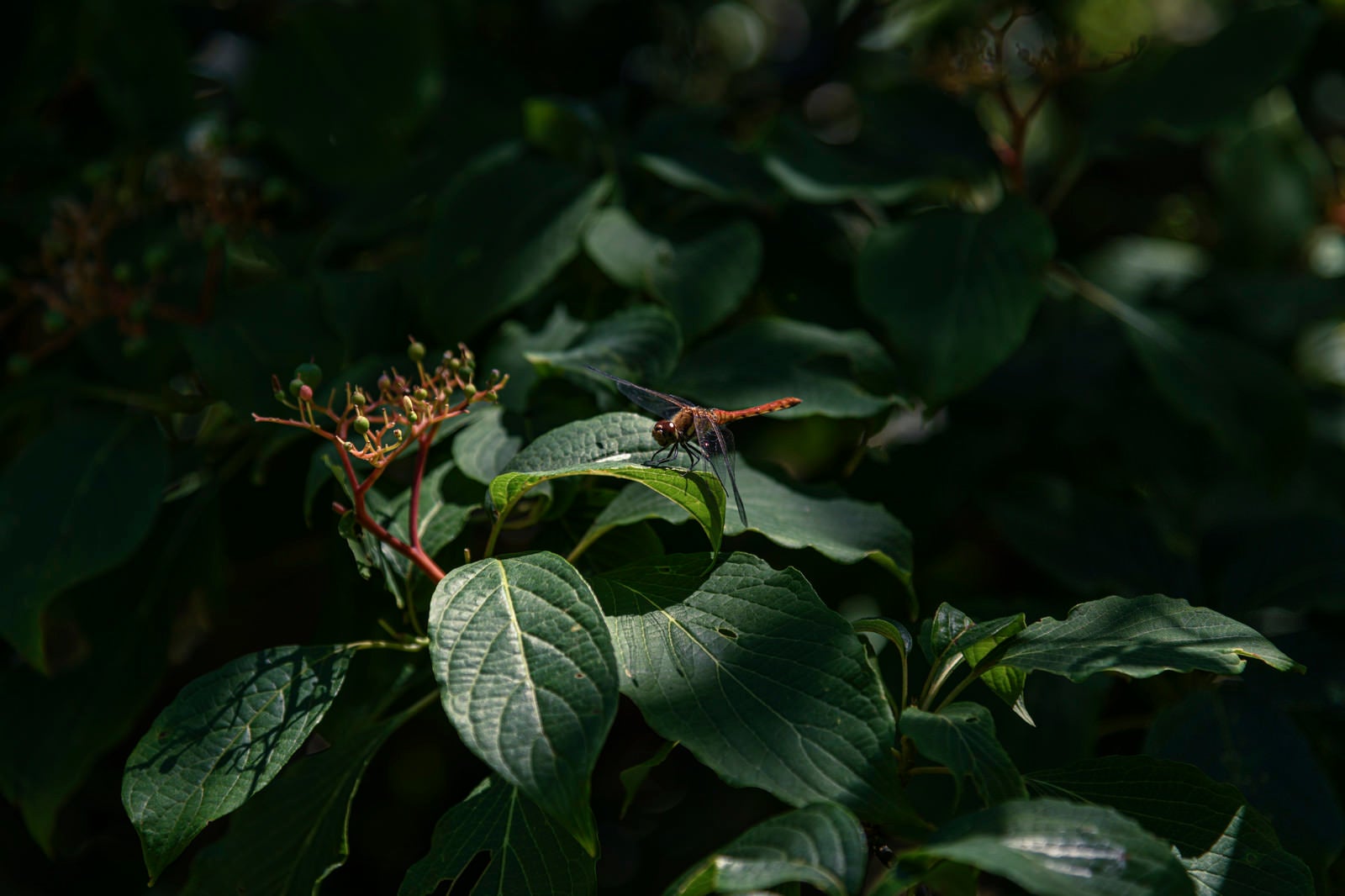 「葉の上で羽を休めるトンボ（白山）」の写真