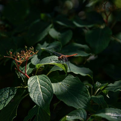 葉の上で羽を休めるトンボ（白山）の写真