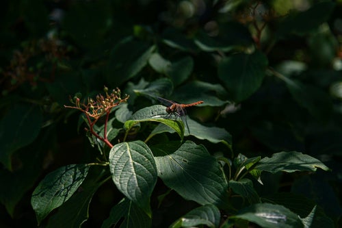 葉の上で羽を休めるトンボ（白山）の写真