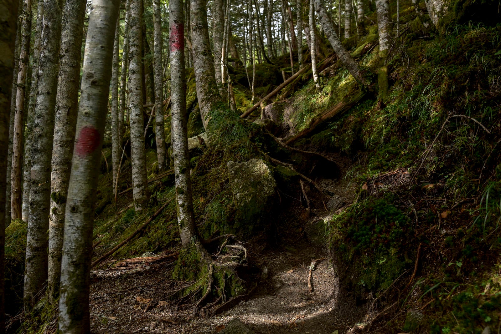「マーキングが施された樹林帯（鳳凰三山）」の写真