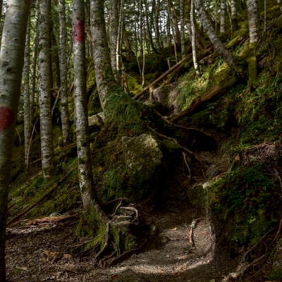 マーキングが施された樹林帯（鳳凰三山）の写真