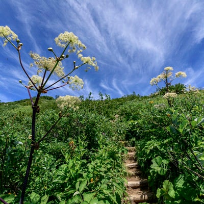 シシウド咲く山頂方面の景色（火打山）の写真