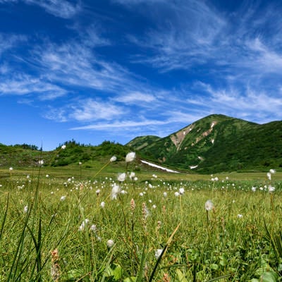 天狗の庭に咲くワタスゲ（火打山）の写真
