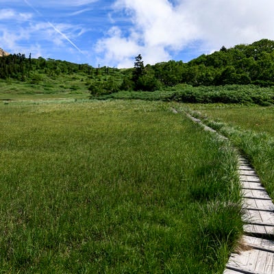 天狗の庭に張り巡らされた木道（火打山）の写真