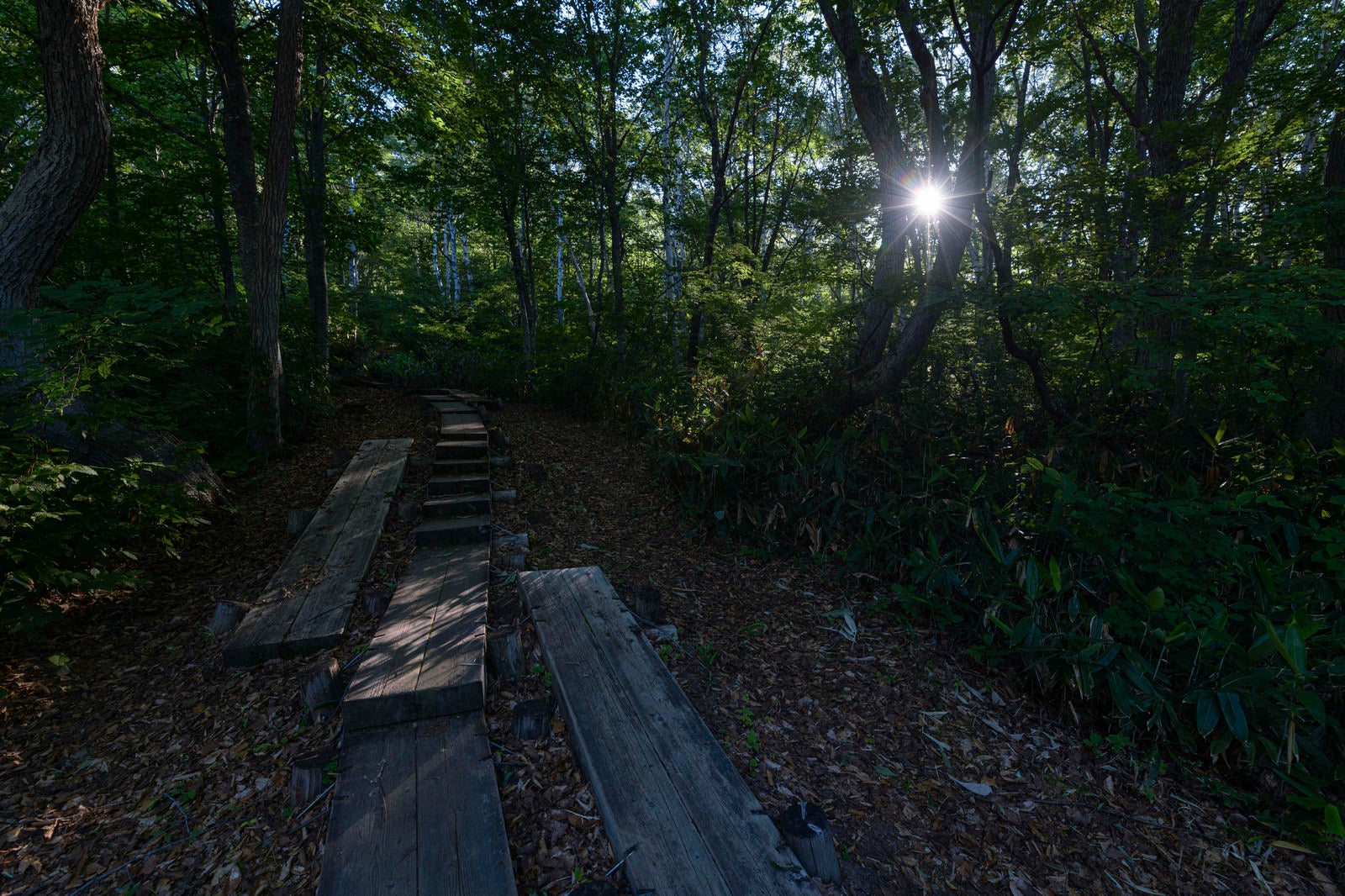 「朝の日差しが差し込む木道の登山道（火打山）」の写真