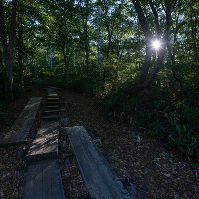 朝の日差しが差し込む木道の登山道（火打山）の写真