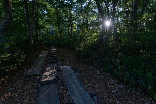 朝の日差しが差し込む木道の登山道（火打山）の写真