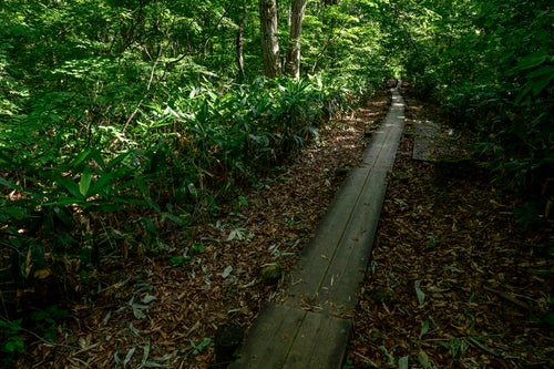 樹林帯へと伸びてゆく木道（火打山）の写真
