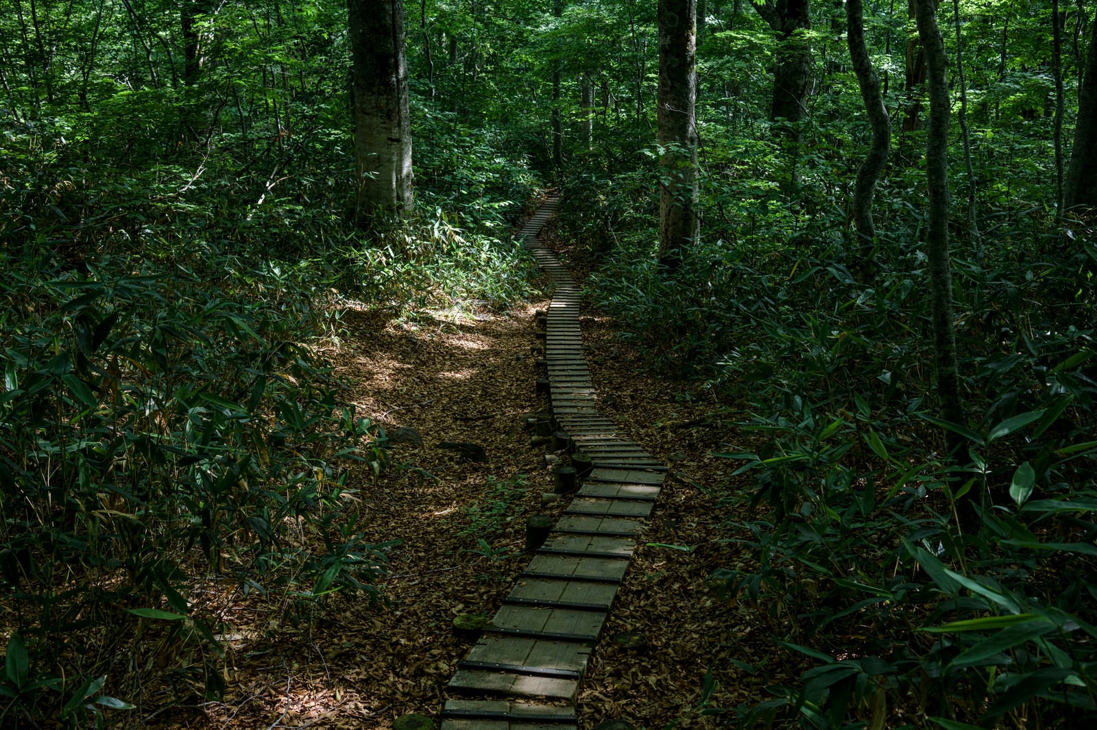「樹林帯を走る木道（火打山）」の写真