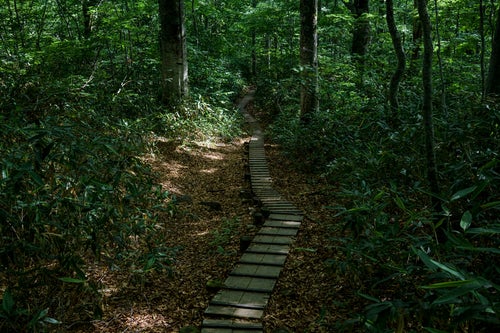 樹林帯を走る木道（火打山）の写真