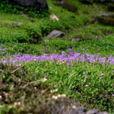 火打山に咲くハクサンコザクラの群生の写真