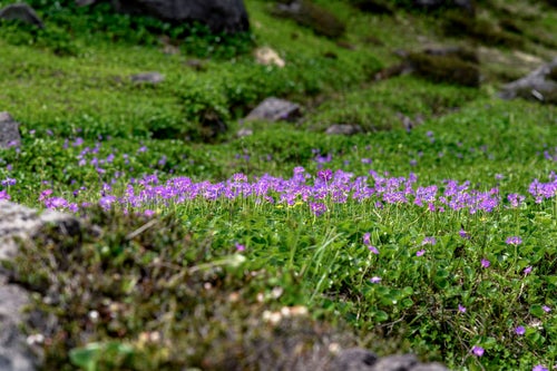 火打山に咲くハクサンコザクラの群生の写真