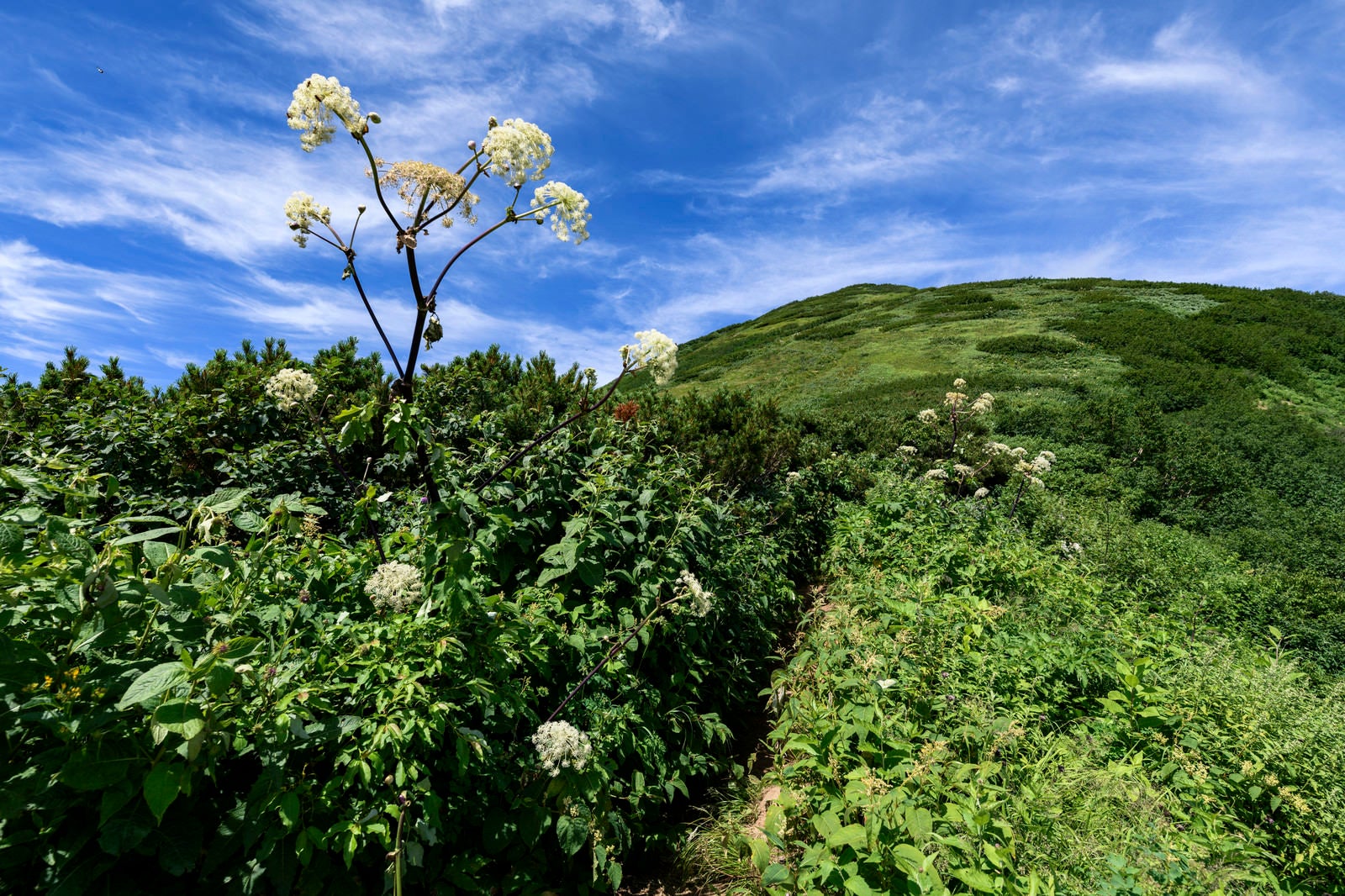 「火打山山頂方面に咲くシシウド」の写真