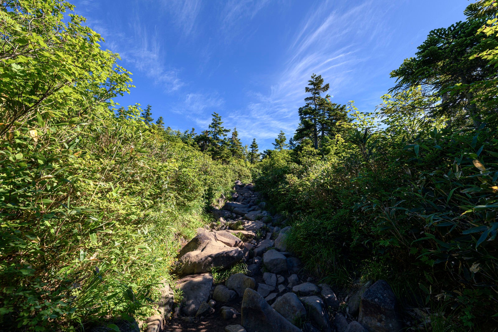 「青空が広がる樹林帯の登山道（火打山）」の写真