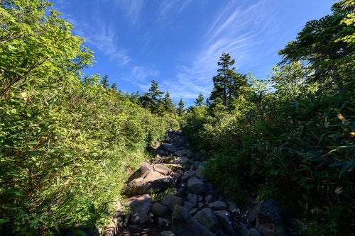 青空が広がる樹林帯の登山道（火打山）の写真