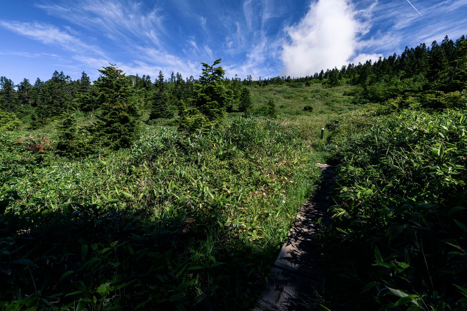 「青空と白い雲が広がる笹原の登山道（火打山）」の写真