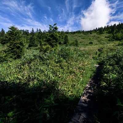 青空と白い雲が広がる笹原の登山道（火打山）の写真