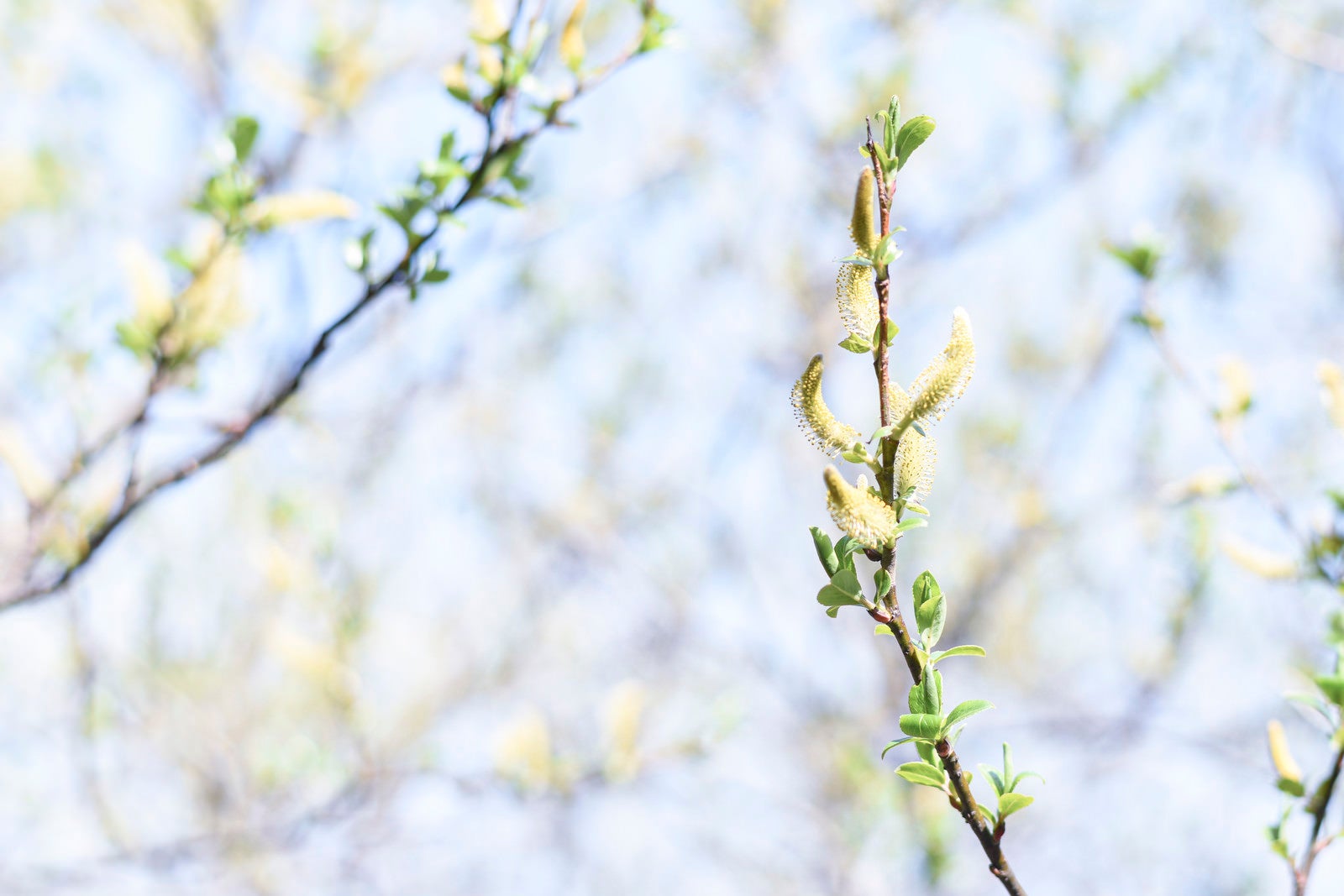 「新緑の時期に開花する木々（久住山）」の写真