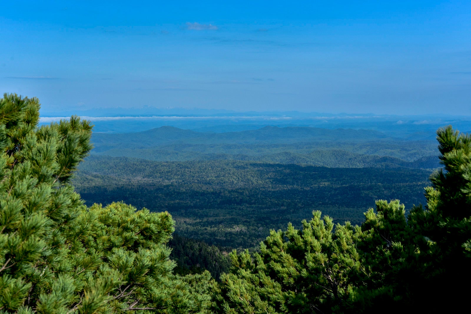 「ハイマツ林から見る道東日高方面の景色（雌阿寒岳）」の写真