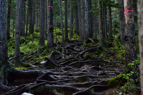 松の根が地面を這う雌阿寒岳登山道の写真