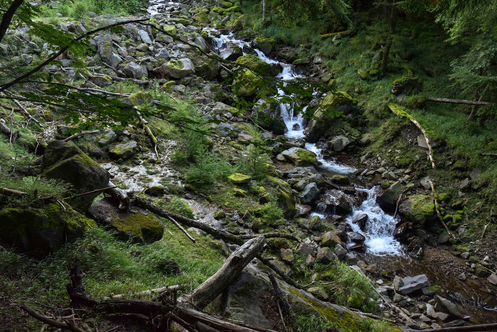 「八ヶ岳山中をさらさらと流れる小さな渓流（赤岳）」の写真