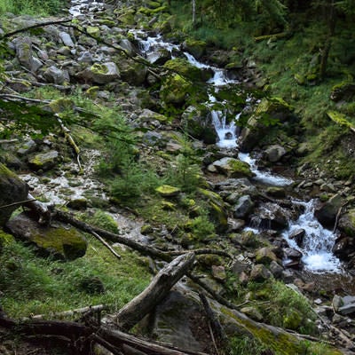 八ヶ岳山中をさらさらと流れる小さな渓流（赤岳）の写真
