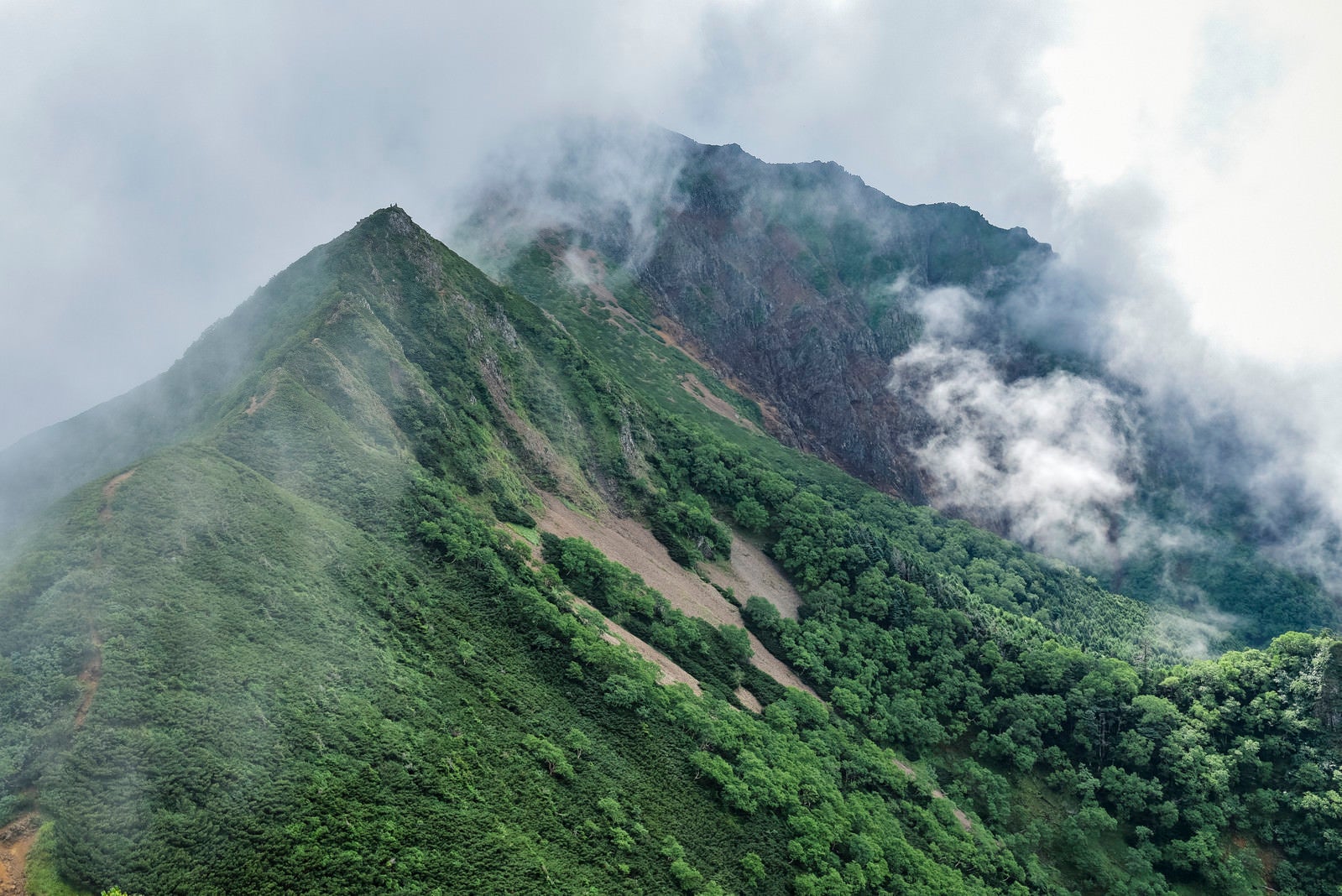 「湧き上がる雲に包まれる深い緑に包まれた八ヶ岳登山道（赤岳）」の写真
