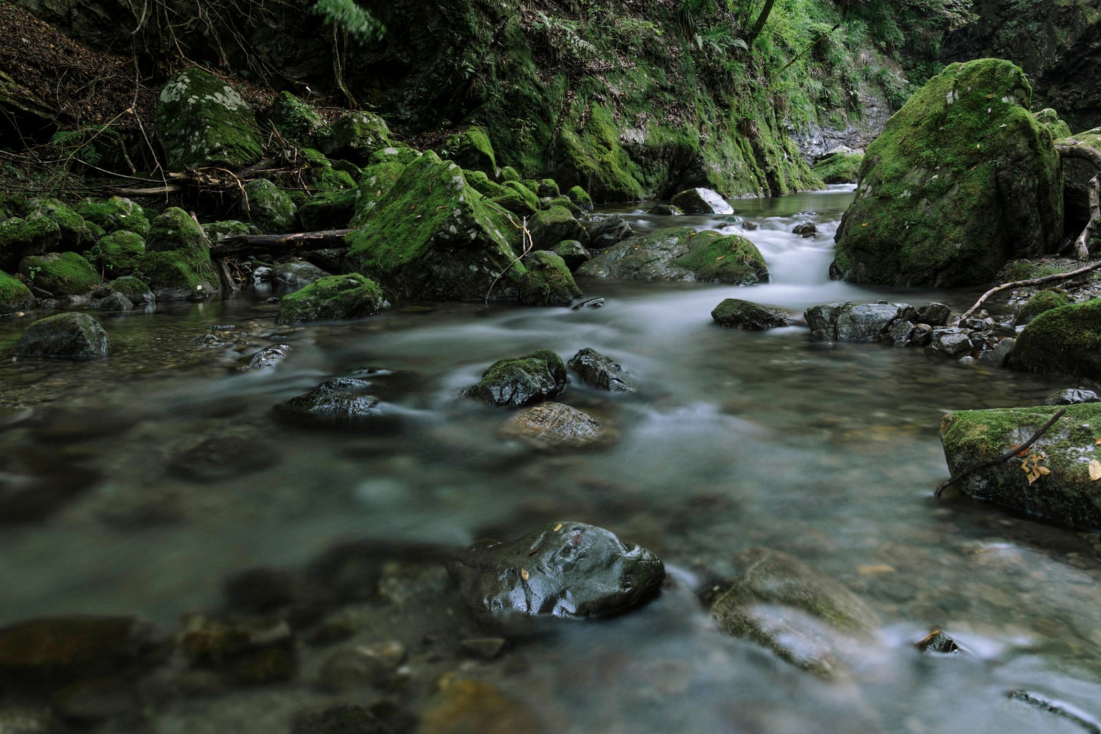 「苔の海沢渓谷を流れる静かな清流」の写真
