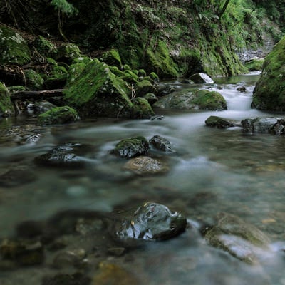 苔の海沢渓谷を流れる静かな清流の写真