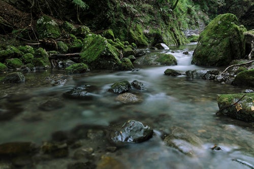 苔の海沢渓谷を流れる静かな清流の写真